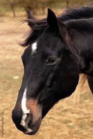 Black And Brown Spotted Horse Calico Romeo Horses Horse Markings Pretty Horses