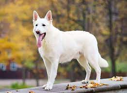 Weisser schweizer schäferhund rasseportrait:vielen dank für das interesse am video und an der schönen hunderasse.fragen und kommentare werden gerne. Weisser Schaferhund Im Rasseportrait Zooroyal Magazin