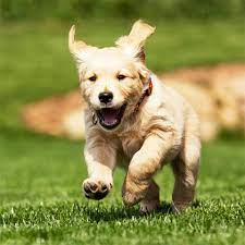 kopekler ve maymunlarin da insanlari incelemesi guzel sozler dog life pet dogs dog lovers