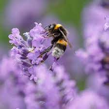 Tempt hoverflies with sweet alyssum, coriander, or buckwheat, and lacewings with fennel or angelica. 7 Flowers That Attract Pollinators Home Landscaping Plants That Attract Butterflies Ornamental Plants Garden Bugs