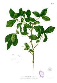 Image result for Streblus