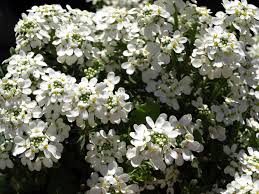 Iberis Candytuft Home Garden Information Center