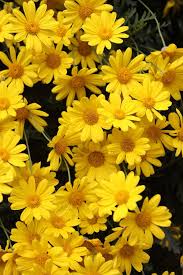 img 2569小黃菊 yellow aesthetic yellow wallpaper yellow aesthetic pastel