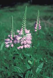 Image result for Physostegia
