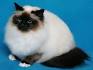 Birman Kittens for Sale - Felines4us