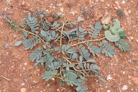 Image result for Senna italica