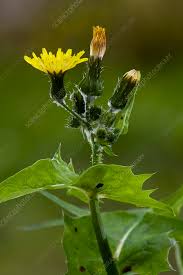 Image result for Sonchus wilmsii