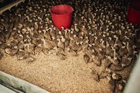 Feeding Game Birds Pheasant Quail And Partridge Alabama Cooperative Extension System