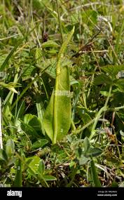 Image result for Ophioglossum vulgatum