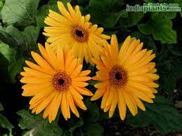 Gerbera Flower Name In Marathi Best Flower Wallpaper