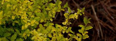 Check spelling or type a new query. Ligustrum Variegated Chinese Privet Ligustrum Sinense Sunshine