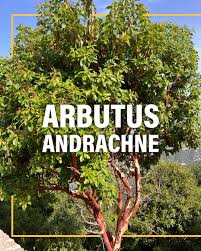 Image result for Andrachne