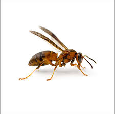Do Wasps Hibernate In The Winter? - Integrum