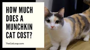 If you are considering adding a cat to your household, please adopt from a shelter, humane society, or cat rescue group. How Much Does A Munchkin Cat Cost 2019 2020 Guide The Cat Loop