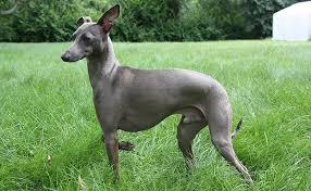 The italian greyhound has a very beautiful coat that consists of short and fine hair. Italian Greyhound Complete Dog Breed Information Petmoo