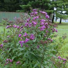 Image result for Vernonia potamophila