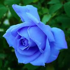 Black And Sky Blue Flowers Rare China Sky Blue Rose Rose Seeds Black Rose Flower Blue Roses