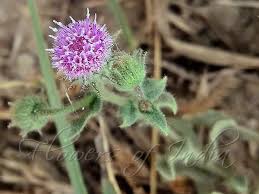 Image result for Blumea