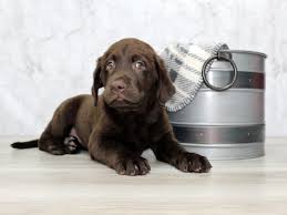 Amber sky farms has been breeding labradors throughout three family generations. Labrador Retriever Puppies Petland Lewis Center