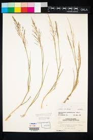 Image result for Sporobolus coromandelianus