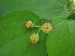 Image result for Guazuma ulmifolia