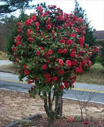 Pin On Gardening