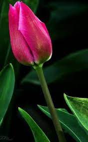 Pin By Ingeborg On Flowers Tulips Beautiful Flowers Pink Tulips Tulips Garden