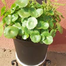Image result for Centella asiatica