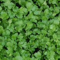 Image result for Coriandrum sativum