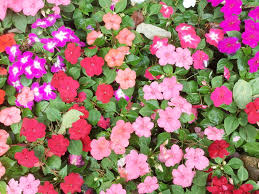Annuals are plants that grow for only one season. 76 Types Of Annuals A To Z Photo Database Home Stratosphere