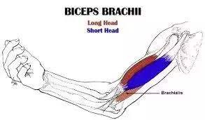 Finally, the short head of the biceps brachii, due to its attachment to the scapula (or shoulder blade), assists with stabilization of the shoulder joint when a heavy weight is carried in the arm. How To Know Whether My Short Head Of Biceps Is Lacking Or Long Head Of Biceps Is Lacking Quora