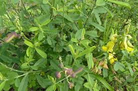 Image result for Crotalaria retusa