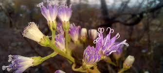 Image result for Rhipidoglossum microphyllum