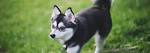 Difference Between a Miniature Husky & a Klee Kai - Pets