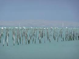 We'll keep building the gear. Bassin D Arcachon Parcs A Huitres Et Dune Du Pilat Picture Of Les Pinasses Du Bassin D Arcachon Tours Tripadvisor