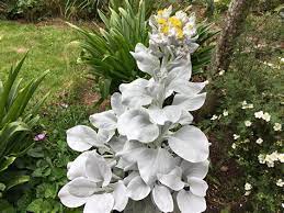 Senecio Angel Wings Plant At Duckduckgo In 2021 Pretty Plants Plants Flowers