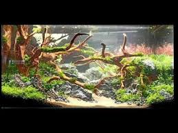 Pin On Acuarios Plantados