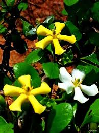 Image result for Catunaregam stenocarpa