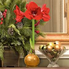 We did not find results for: Cottage Farms Direct Houseplants Giant Gold Waxed Amaryllis