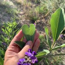 Image result for Neorautanenia