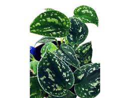 Image result for parožnatka Platycerium