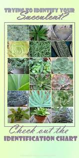 Succulent Identification Chart Find Your Unknown Plant