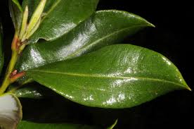 Image result for Agarista salicifolia
