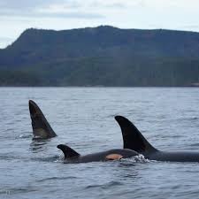 Whale Families Bring Along Calf On Return Trip To Traditional Feeding Grounds In B C 650 Ckom