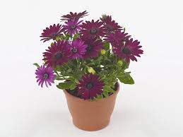 Image result for Osteospermum muricatum