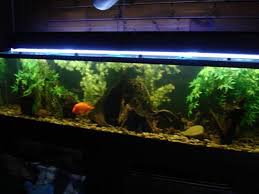 It also includes a net, fish food, water conditioner, and a thermometer. 180 190 200 Gallon Aquariums Glass Acrylic Fish Tank Bank