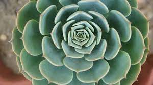 I just pretty much bought cactus today and want to know how much i should water, when i should water it, how much sunlight it needs, etcetera. Rose Cabbage Succulent Succulents Cactus Plants Plants