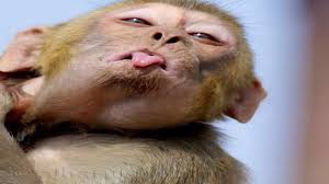 Epic Monkey Fails Compilation Funny Monkey Videos Let S Do It Cute Funny Animals Monkeys Funny Funny Animal Pictures