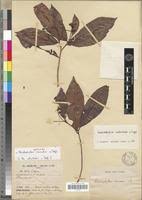 Image result for Rhabdophyllum welwitschii