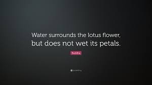 Buddha meditating under a `bodhi`. Buddha Quote Water Surrounds The Lotus Flower But Does Not Wet Its Petals